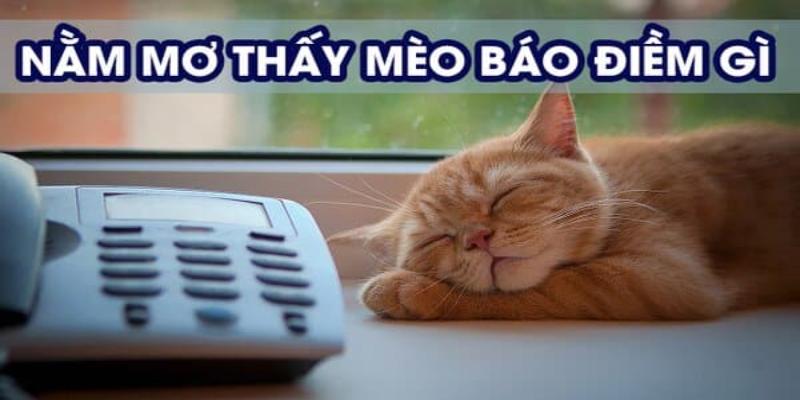 Điềm báo khi bạn mơ thấy mèo