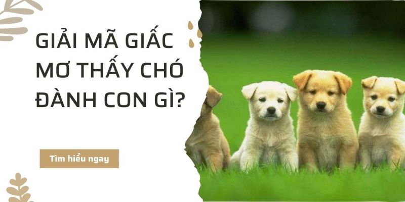 Điềm báo mơ thấy chó đánh con gì - giải mã giấc mơ